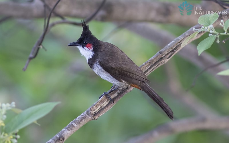 Red-whiskered Bulbul